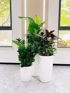 北仑植物租赁方案